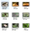 Insects 4k Uhd Stock Videos Pt 2 MRR Video