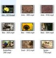 Insects 4k Uhd Stock Videos Pt 1 MRR Video
