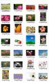 Plants And Flowers Stock Images Resale Rights Graphic 