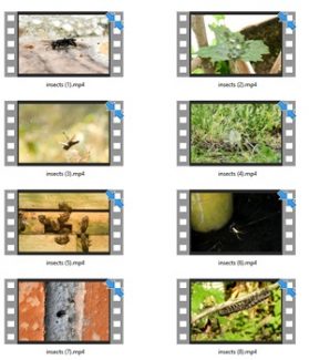 Insects Stock Videos – V2 MRR Video