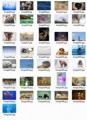 Animal And Wildlife Stock Images Resale Rights Graphic 