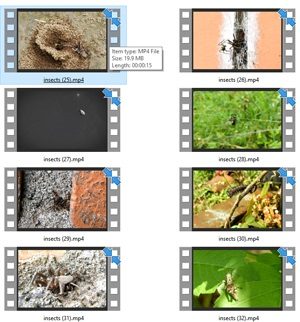Insects Stock Videos Two – V2 MRR Video