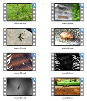 Insects Stock Videos Three – V2 MRR Video