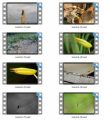 Insect Stock Videos One - V2 MRR Video