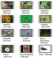 Insects 4k Uhd Stock Videos Pt 3 MRR Video