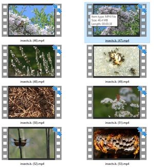 Insect Stock Videos Three – V2 MRR Video