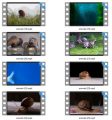 Animals Stock Videos Two V2 MRR Video