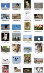 Animal Stock Images Resale Rights Graphic