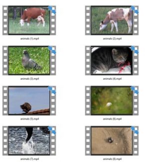 Animals Stock Videos One – V2 MRR Video